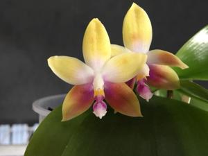 Phalaenopsis Norman's Happy Eagle