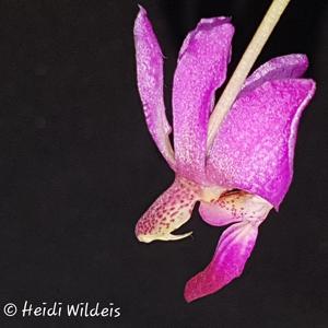 Phalaenopsis San Shia Swan