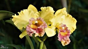 Rhyncholaeliocattleya Bill Krull