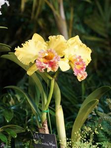 Rhyncholaeliocattleya Bill Krull