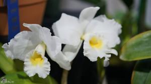 Rhyncholaeliocattleya Exotic's Summer Cloud