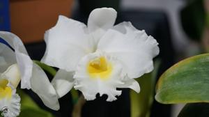 Rhyncholaeliocattleya Exotic's Summer Cloud