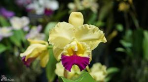 Rhyncholaeliocattleya Goldenzelle