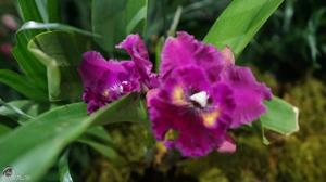 Rhyncholaeliocattleya Hawaiian Ruby