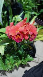 Rhyncholaeliocattleya Honolulu Sunset