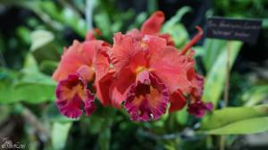 Rhyncholaeliocattleya Honolulu Sunset