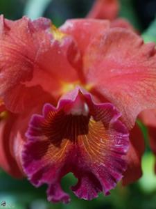 Rhyncholaeliocattleya Honolulu Sunset