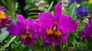 Rhyncholaeliocattleya King of Taiwan