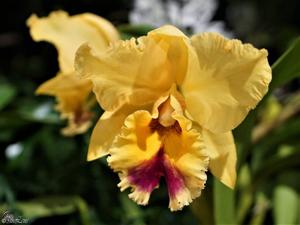 Rhyncholaeliocattleya Kissimmee