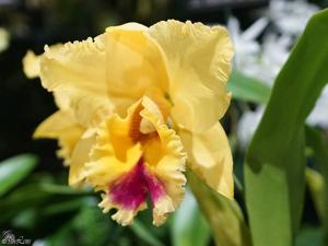 Rhyncholaeliocattleya Kissimmee