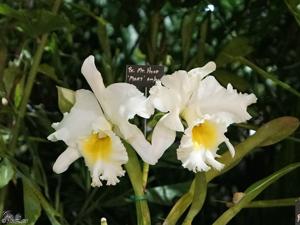 Rhyncholaeliocattleya Mount Hood