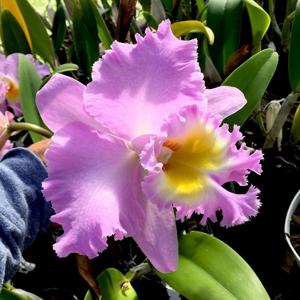 Rhyncholaeliocattleya Mount Hood