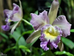 Rhyncholaeliocattleya Olympic Meadows