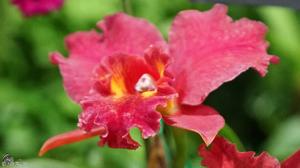 Rhyncholaeliocattleya Orquidacea's Eldorado