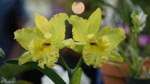 Rhyncholaeliocattleya Ports of Paradise