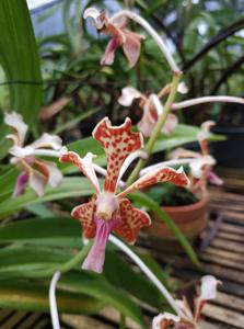 Vanda Small Boy Leong