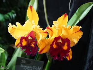 Rhyncholaeliocattleya Tainan Gold