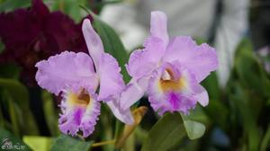 Rhyncholaeliocattleya Exotic's Summer Cloud