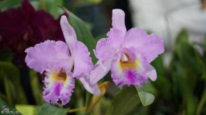 Rhyncholaeliocattleya Exotic's Summer Cloud