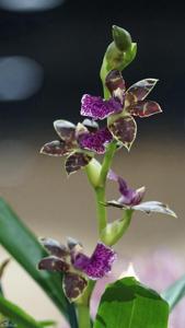 Zygopetalum Advance Australia