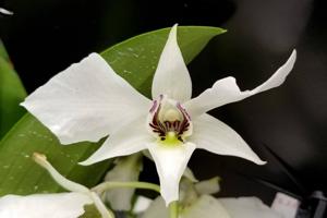 Dendrobium Bill Takamatsu