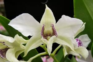 Dendrobium Royal Wings