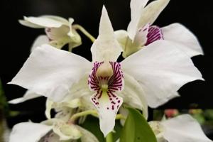 Dendrobium Royal Wings