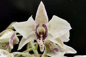 Dendrobium Roy Tokunaga