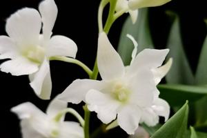 Dendrobium Mini Snowflake