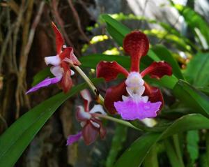 Vanda boumaniae