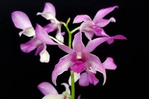 Dendrobium Renee Duff