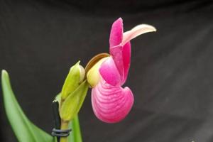 Phragmipedium Apollo