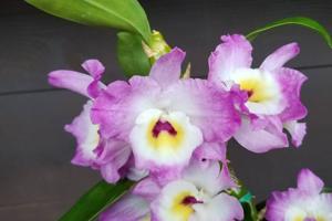 Dendrobium Sweet Pinky