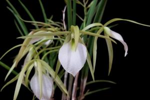 Brassavola Adrian Hamilton