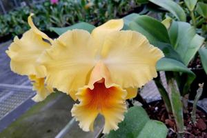 Rhyncholaeliocattleya Heathers Gold