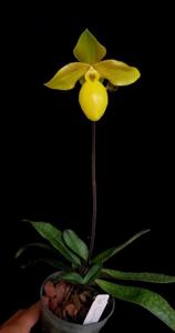 Paphiopedilum Golddollar