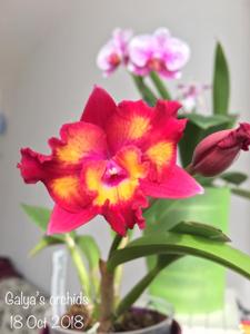 Cattleya Hawaiian Splash
