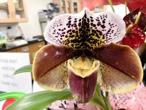 Paphiopedilum Panic Button