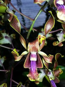 Dendrobium Dandy Dame