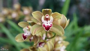 Cymbidium Mimi