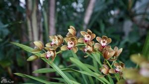 Cymbidium Mimi