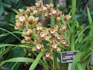 Cymbidium Mimi