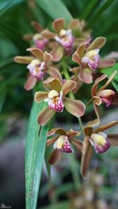 Cymbidium Vangiemont