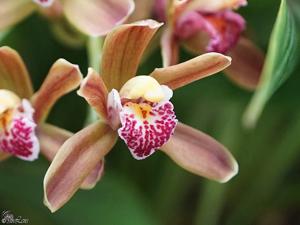 Cymbidium Vangiemont