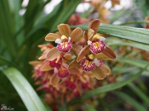 Cymbidium Vangiemont