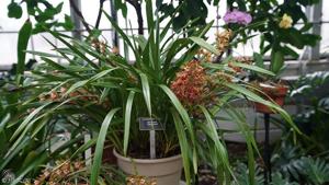 Cymbidium Vangiemont