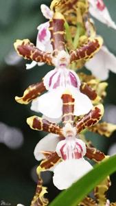 Oncidium Wild Willie