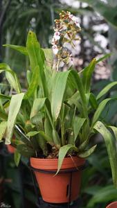 Oncidium Wild Willie