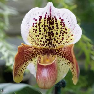 Paphiopedilum Hampshire Zoo