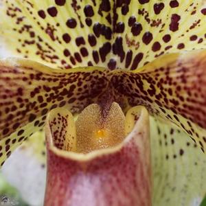 Paphiopedilum Hampshire Zoo